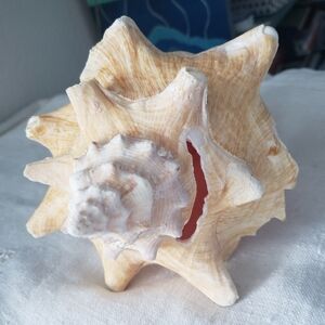 Key West Queen Conch